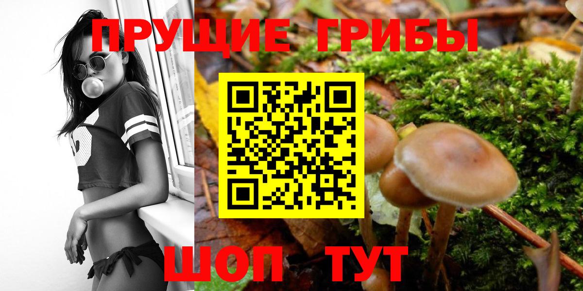Псилоцибиновые грибы Psilocybe  Вход с VPN  Асбест 